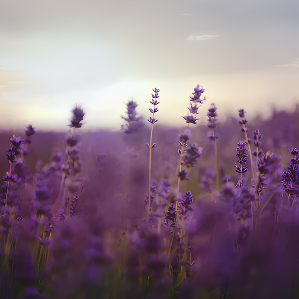 Lavender Flowers